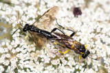 Tenthredinidae - Bladwesp - Macrophya montana