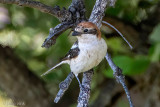 Woodchat Shrike - Roodkopklauwier - Lanius senator
