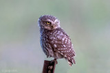Little Owl - Steenuil - Athene noctua