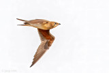 Collared Pratincole - Vorkstaartplevier - Glareola pratincola
