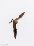 Collared Pratincole - Vorkstaartplevier - Glareola pratincola