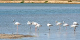Greater Flamingo - Europese Flamingo - Phoenicopterus roseus