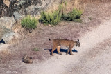 Iberian Lynx - Iberische Lynx - Lynx pardinus