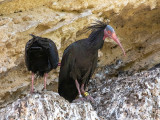 Northern Bald Ibis - Heremietibis - Geronticus eremita