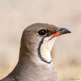 Collared Pratincole - Vorkstaartplevier - Glareola pratincola