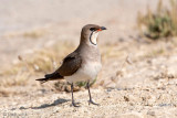Collared Pratincole - Vorkstaartplevier - Glareola pratincola