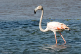 Greater Flamingo - Europese Flamingo - Phoenicopterus roseus
