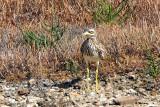 Eurasian Stone-Curlew - Griel - Burhinus oedicnemus