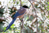 Iberian Magpie - Blauwe Ekster - Cyanopica cyanus