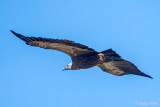 Griffon Vulture - Vale Gier - Gyps fulvus