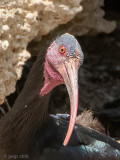 Northern Bald Ibis - Heremietibis - Geronticus eremita