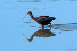 Glossy ibis - Zwarte Ibis - Plegadis falcinellus