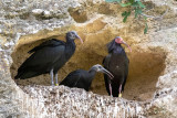 Northern Bald Ibis - Heremietibis - Geronticus eremita