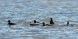 Common Scoter - Zwarte Zee-eend - Melanitta nigra
