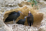 Northern Bald Ibis - Heremietibis - Geronticus eremita