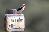 Woodchat Shrike - Roodkopklauwier - Lanius senator