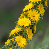 Spanish Oyster Thistle - Spaanse Oester Distel - Scolymus hispanicus