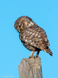 Little Owl - Steenuil - Athene noctua