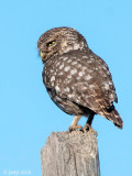 Little Owl - Steenuil - Athene noctua