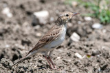 Tawny Pipit - Duinpieper - Anthus campestris