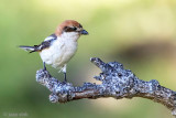 Woodchat Shrike - Roodkopklauwier - Lanius senator
