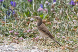 Tawny Pipit - Duinpieper - Anthus campestris
