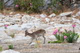 Iberian Ibex - Spaanse Steenbok - Capra pyrenaica hispanica
