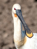Eurasian Spoonbill - Lepelaar - Platalea leucorodia