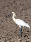 Eurasian Spoonbill - Lepelaar - Platalea leucorodia