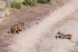 Iberian Lynx - Iberische Lynx - Lynx pardinus