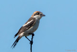 Woodchat Shrike - Roodkopklauwier - Lanius senator