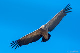 Griffon Vulture - Vale Gier - Gyps fulvus