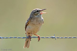 Tawny Pipit - Duinpieper - Anthus campestris