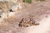 Iberian Lynx - Iberische Lynx - Lynx pardinus