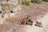 Iberian Lynx - Iberische Lynx - Lynx pardinus