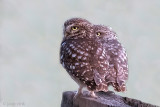 Little Owl - Steenuil - Athene noctua