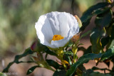 Gum Rockrose - Rotsroos - Cistus ladanifer