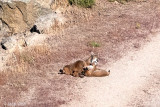 Iberian Lynx - Iberische Lynx - Lynx pardinus
