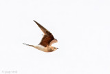 Collared Pratincole - Vorkstaartplevier - Glareola pratincola