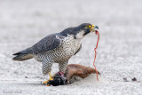 Peregrine - Slechtvalk - Falco peregrinus