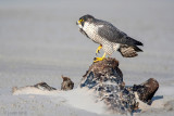 Peregrine - Slechtvalk - Falco peregrinus