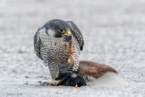 Peregrine - Slechtvalk - Falco peregrinus