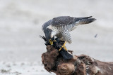 Peregrine - Slechtvalk - Falco peregrinus