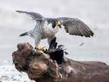 Peregrine - Slechtvalk - Falco peregrinus