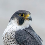 Peregrine - Slechtvalk - Falco peregrinus