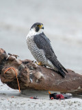 Peregrine - Slechtvalk - Falco peregrinus