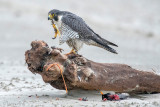 Peregrine - Slechtvalk - Falco peregrinus