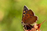 Small Copper - Kleine Vuurvlinder - Lycaena phlaeas