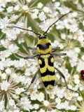 Grape Wood Borer - Kommawespenboktor - Chlorophorus varius