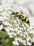 Grape Wood Borer - Kommawespenboktor - Chlorophorus varius